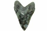 Realistic, 7.4" Carved Labradorite Megalodon Tooth - Replica - #202075-2